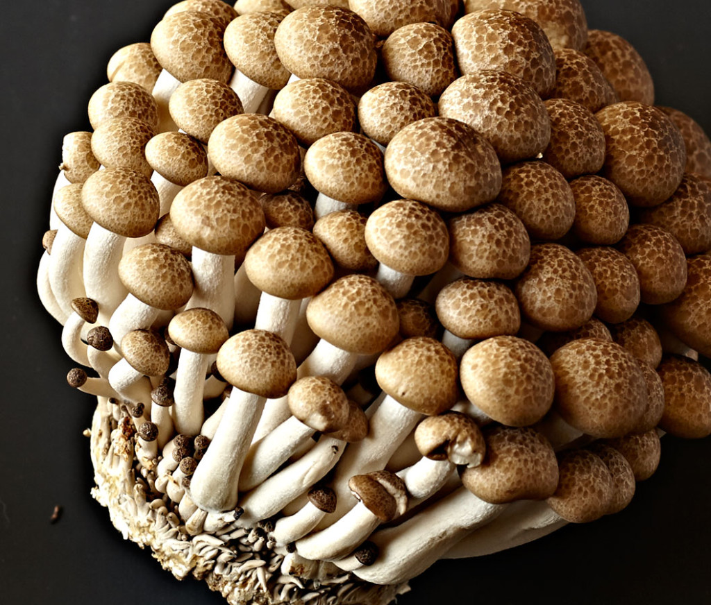 mushrooms, beech, wild mushrooms, gourmet, recipe, grilling, food photography, Crystal Cartier